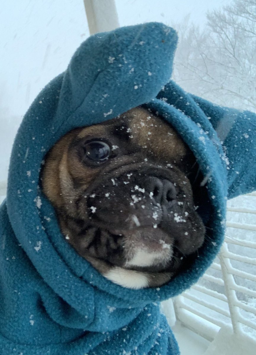 MissMCLMSAg's tweet photo. @FCPS1News Norah’s first snow… https://t.co/Bm5cJZABaI