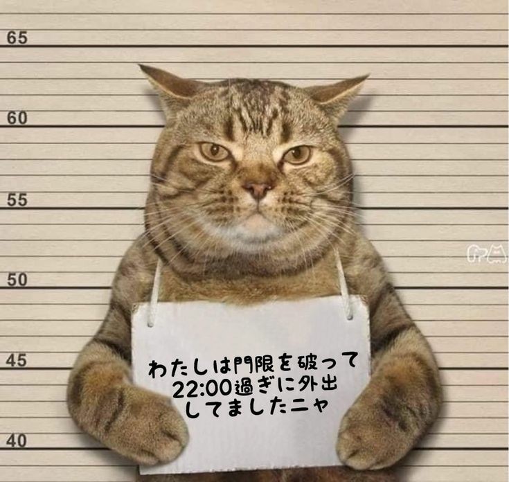 yukimiMH's tweet photo. おはよう⸜(* ॑꒳ ॑*  )⸝⋆*
今日もゆるりと頑張りましょう✨ https://t.co/fTnvSLdsqi