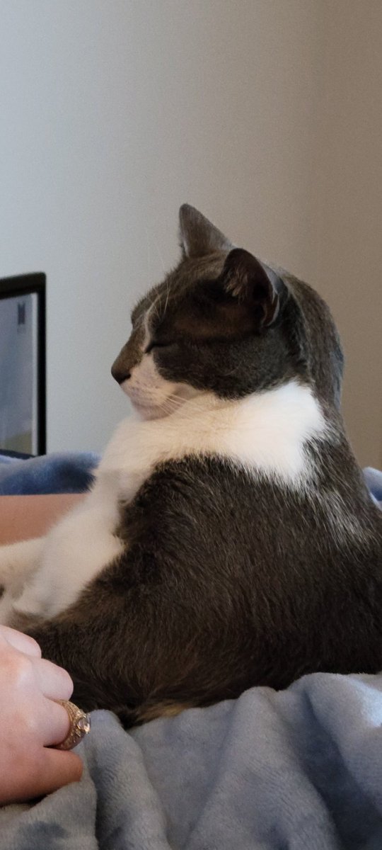 dumbhypnobun's tweet photo. My Lord left again and won't be back until it's late (I think) :( I miss them, but I'll be a good bunny and wait for my Lord so I'll get a reward :D 

Maybe. Also look at my cat https://t.co/99JPfGqq2K