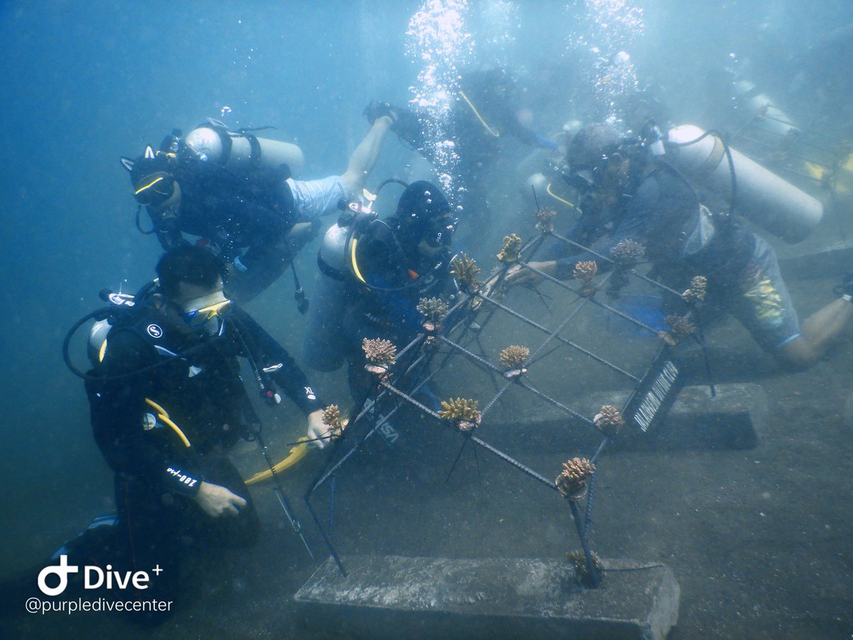 Suyanto Nawawi (@suyantonawawi) on Twitter photo Coral transplantation by JALADHARMA DIVING CLUB <a href="/JaladharmaC/">JALADHARMA DIVING CLUB</a> at Tulamben, Bali Coral transplantation by JALADHARMA DIVING CLUB <a href="/JaladharmaC/">JALADHARMA DIVING CLUB</a> at Tulamben, Bali