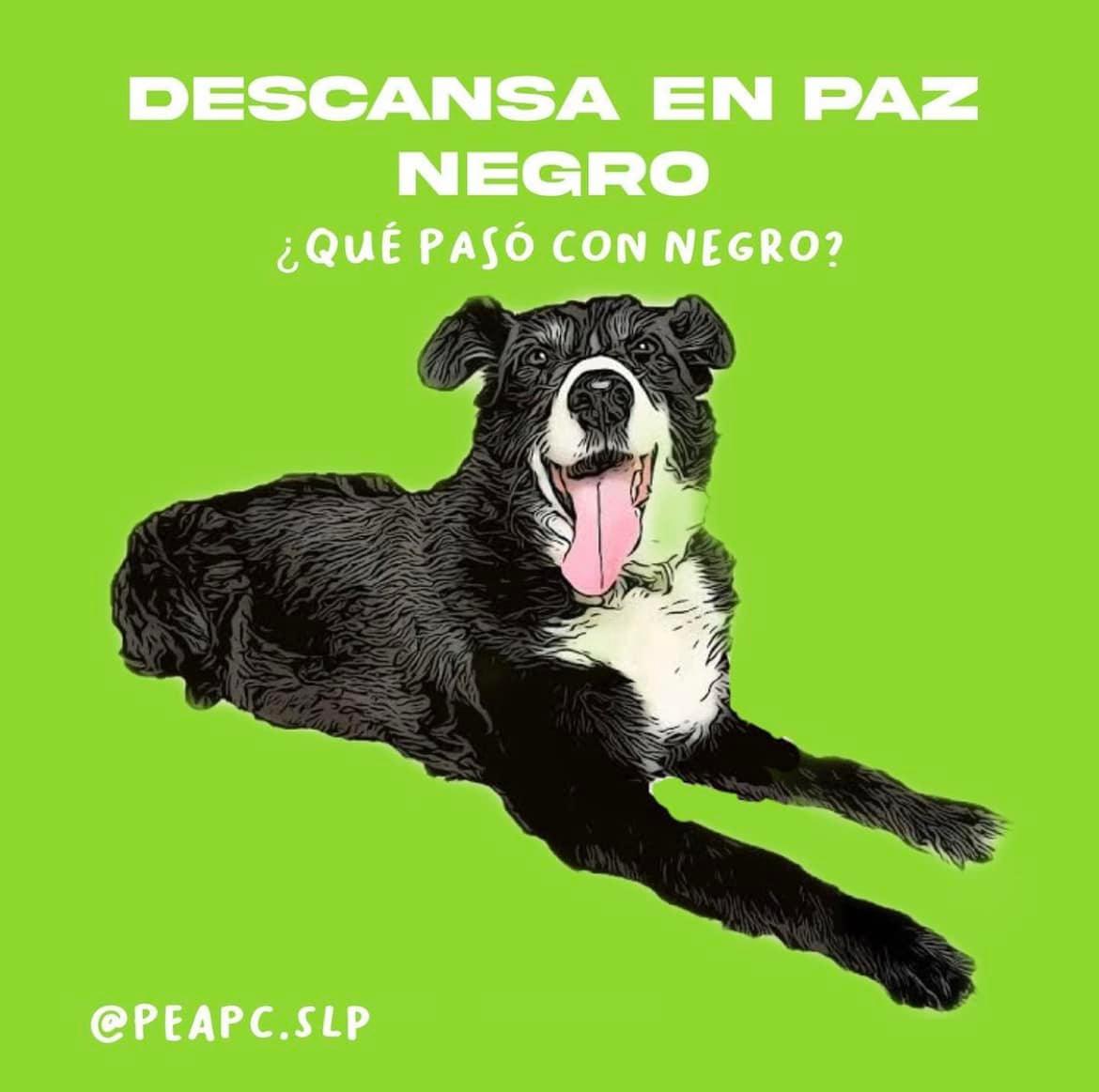 RGC_Mx's tweet photo. Ni Negro ni ningún perro en San Luis Potosí será maltratado. Este mes presentaremos en el Congreso una iniciativa de ley para castigar con 5 años o más de cárcel a quien haga lo que le hicieron a Negro. También le pedimos a la Fiscalía del Estado que intervenga en este caso.  🐶 https://t.co/VqxKzFcm4S