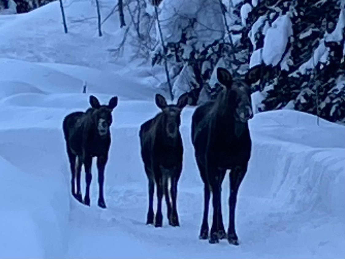 CPW_SW's tweet photo. Sometimes you gotta take a break from the deep pow and hit the groomers, ya know?

Check out these moose recently spotted at @DurangoNordic! Those long legs are great for navigating deep snow, but it's been so deep in the southwest that even the moose need a break.

📷 Jeff Sunby https://t.co/O5bsezMQSw