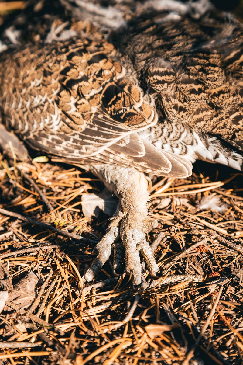 wrgoodie's tweet photo. Grouse hunt from this fall https://t.co/sl4aDBvuXD