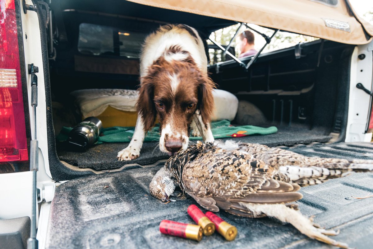 wrgoodie's tweet photo. Grouse hunt from this fall https://t.co/sl4aDBvuXD