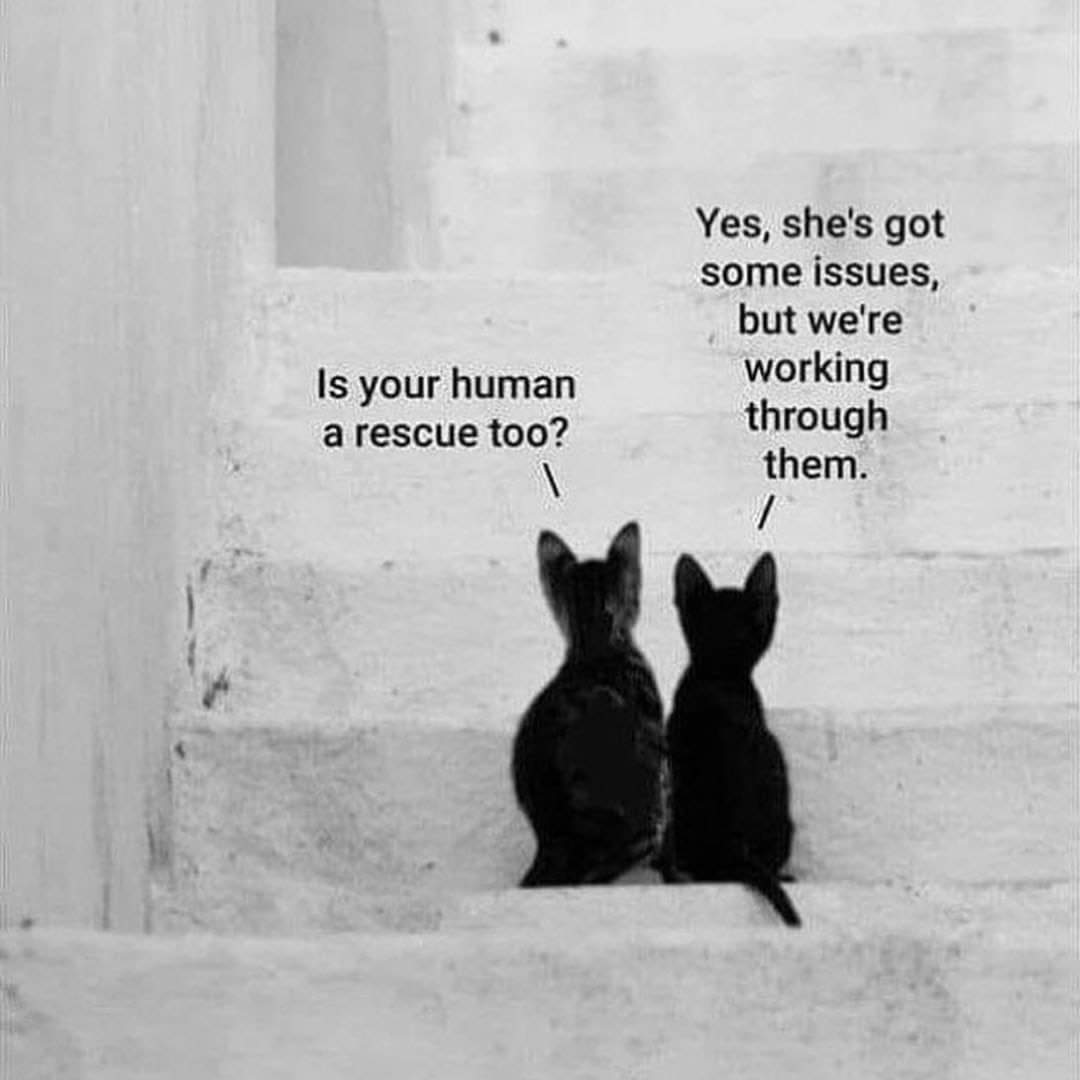 ExecDirHPAC's tweet image. #homewardpet #animalshelter #AdoptDontShop #hpac #shelterdogs #sheltercats #whorescuedwho