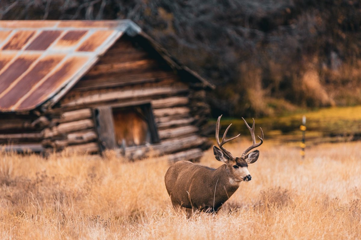 wrgoodie's tweet photo. The fall rut #coloradowildlife #muledeer #naturephography https://t.co/jG17tfbBn0
