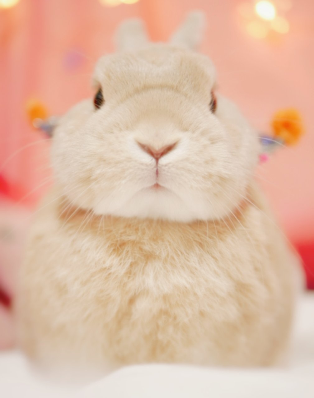 うさぎのひのき Hinoki Bunny Usa Komugi こむぎーんほえちゃった がおー Twitter