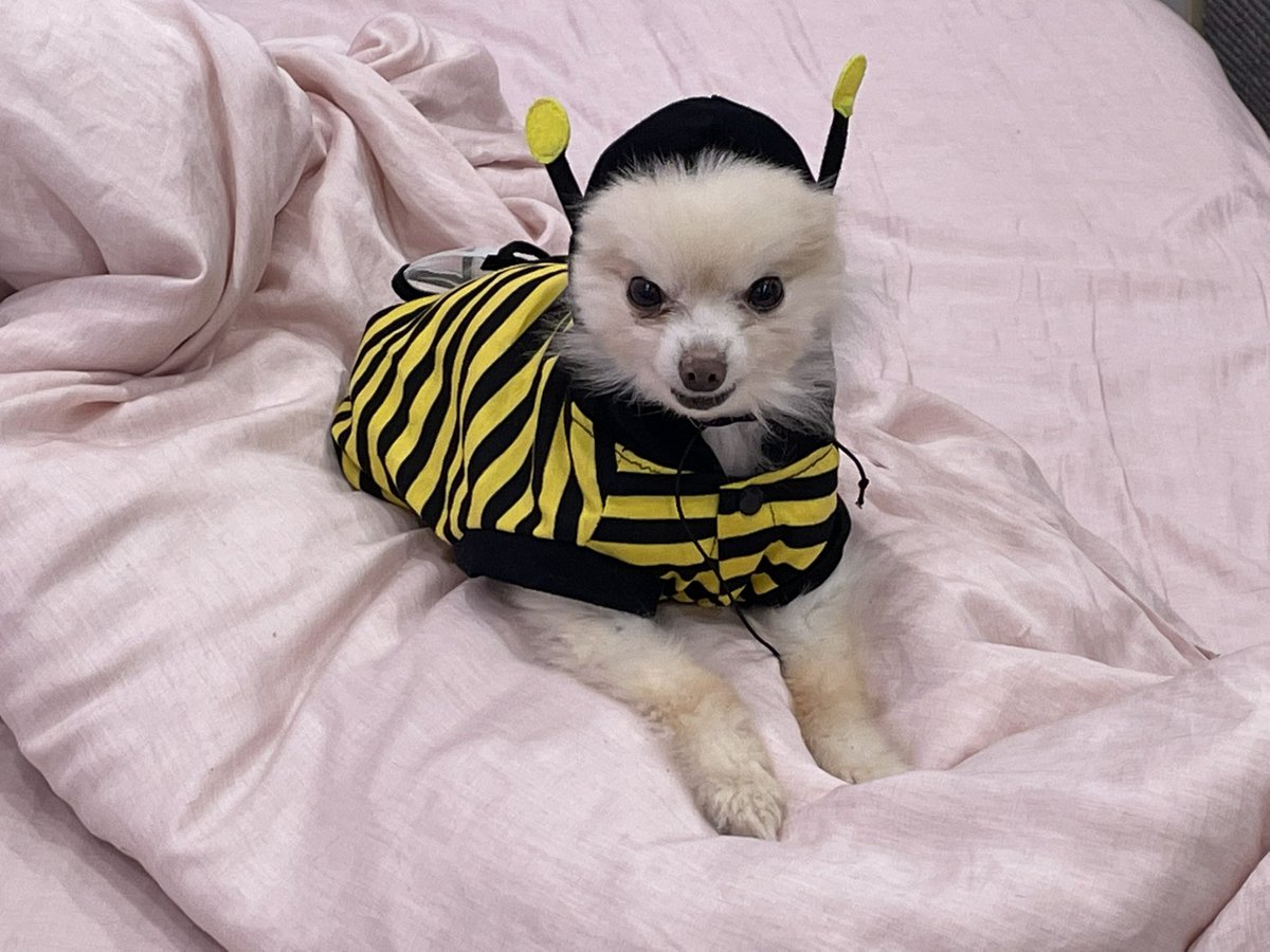 Kkatamina's tweet photo. Na-Bee 🐝 https://t.co/FIxADOPVXD