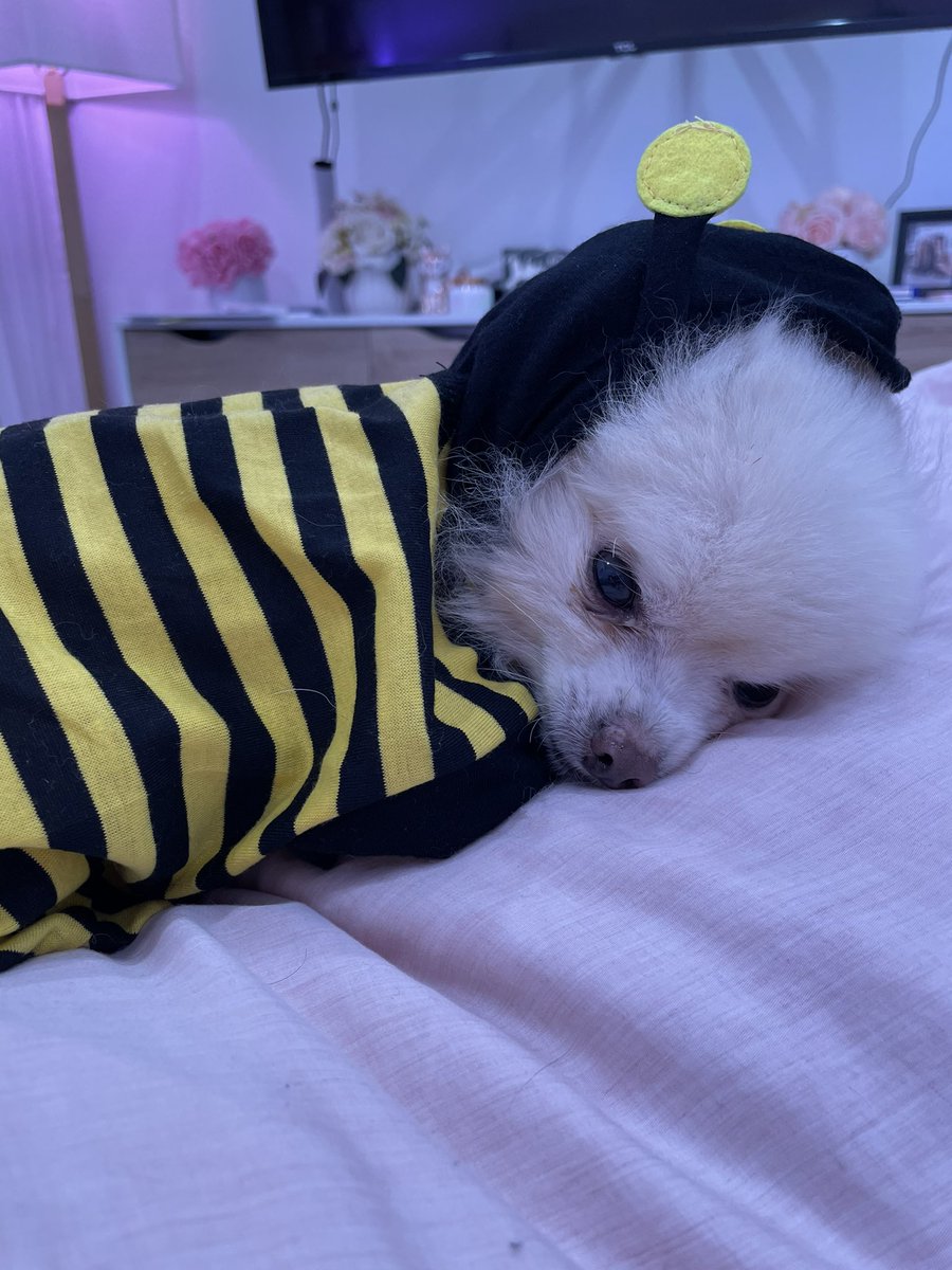 Kkatamina's tweet photo. Na-Bee 🐝 https://t.co/FIxADOPVXD