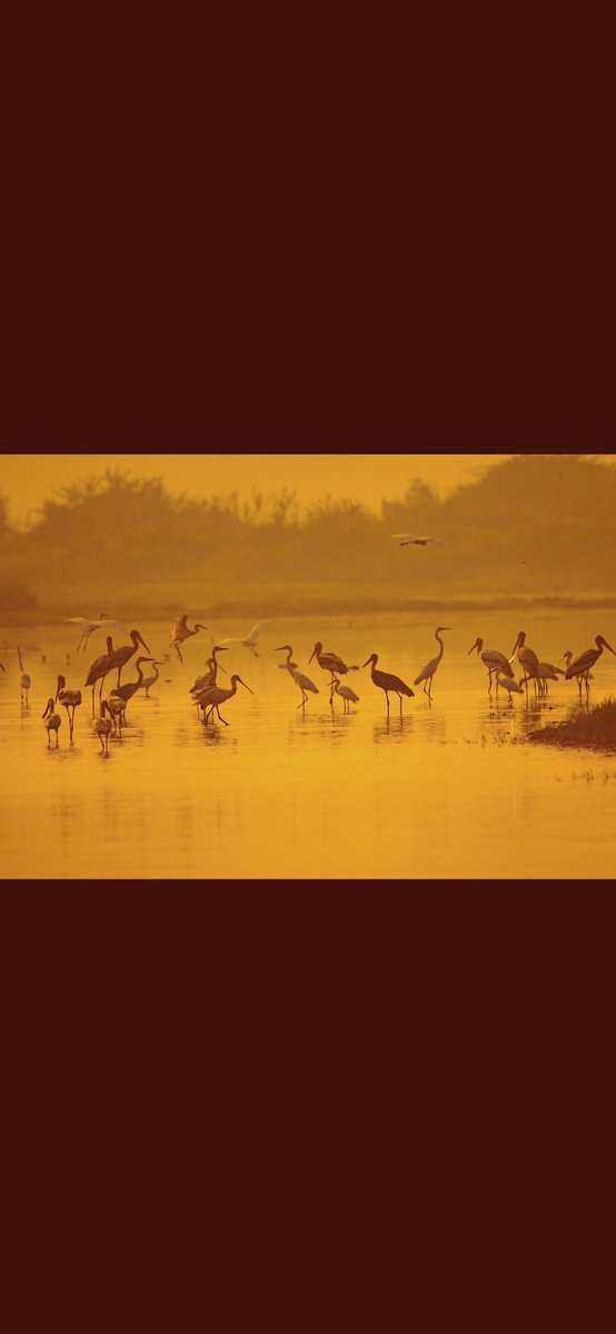 RohitMor_1's tweet photo. Morning !!
#birds #Birding #Indiaves #BBCWildlifePOTD #Nikon #TwitterNatureCommunity https://t.co/gZamtOYBhz