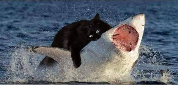 Tifuron's tweet photo. Los gatos negros son el principal depredador del tiburón blanco. Es cierto, lo leíste en internet. https://t.co/gK6fKXeJKK