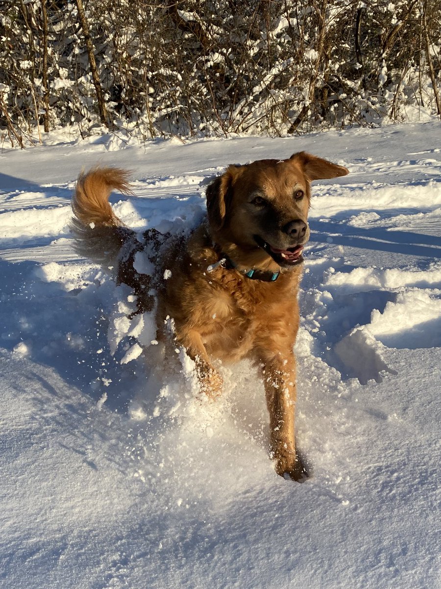 ElizabethTwigg6's tweet photo. Please admire this action shot of my little lady frolicking in the show today. ❄️ ❄️ https://t.co/cvlhuKIuyf