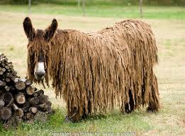 I get really angry at the fact that we have been basically buggered by all the new rules and conditions for competition and taking our friends.  Breeding our, what I like to call, Rasta Donkeys isn't helped by it all.