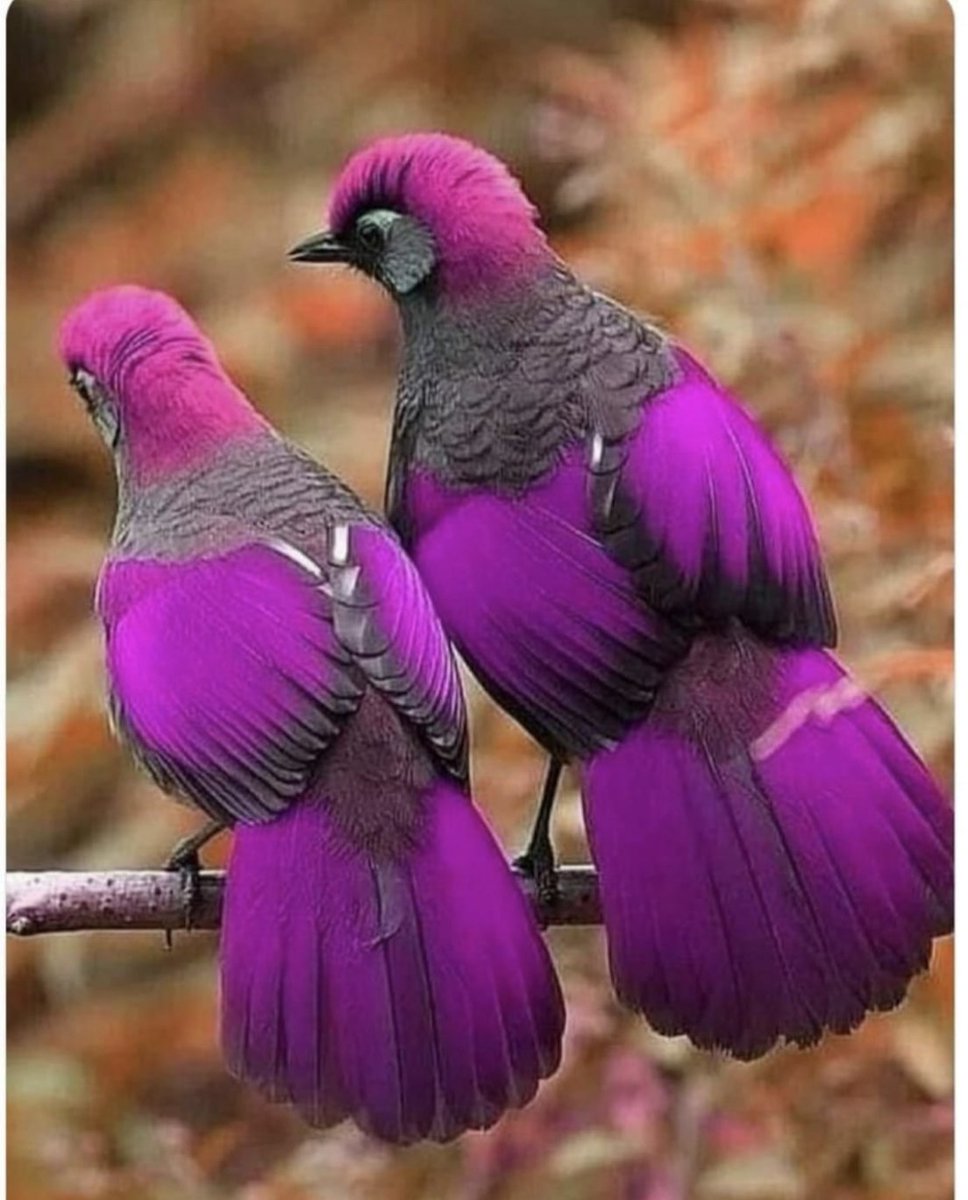 لا تسألوني كيف جمالهم ،،،،  بل سبحوه بكرة وأصيلا ،،،