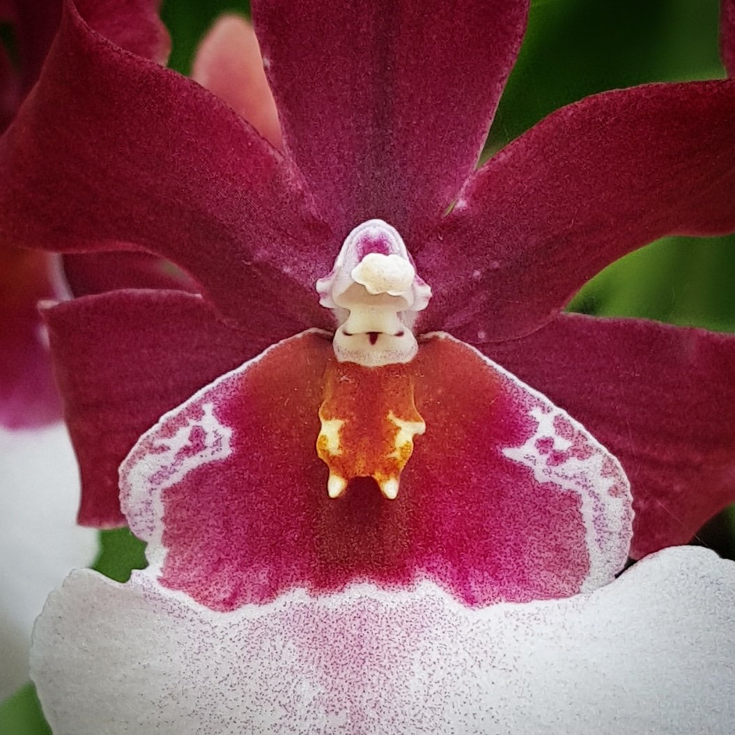 tinkingoloud's tweet photo. Take a look at orchids (flowers) today. U will find someone staring back. https://t.co/tTfT4UkYKw
