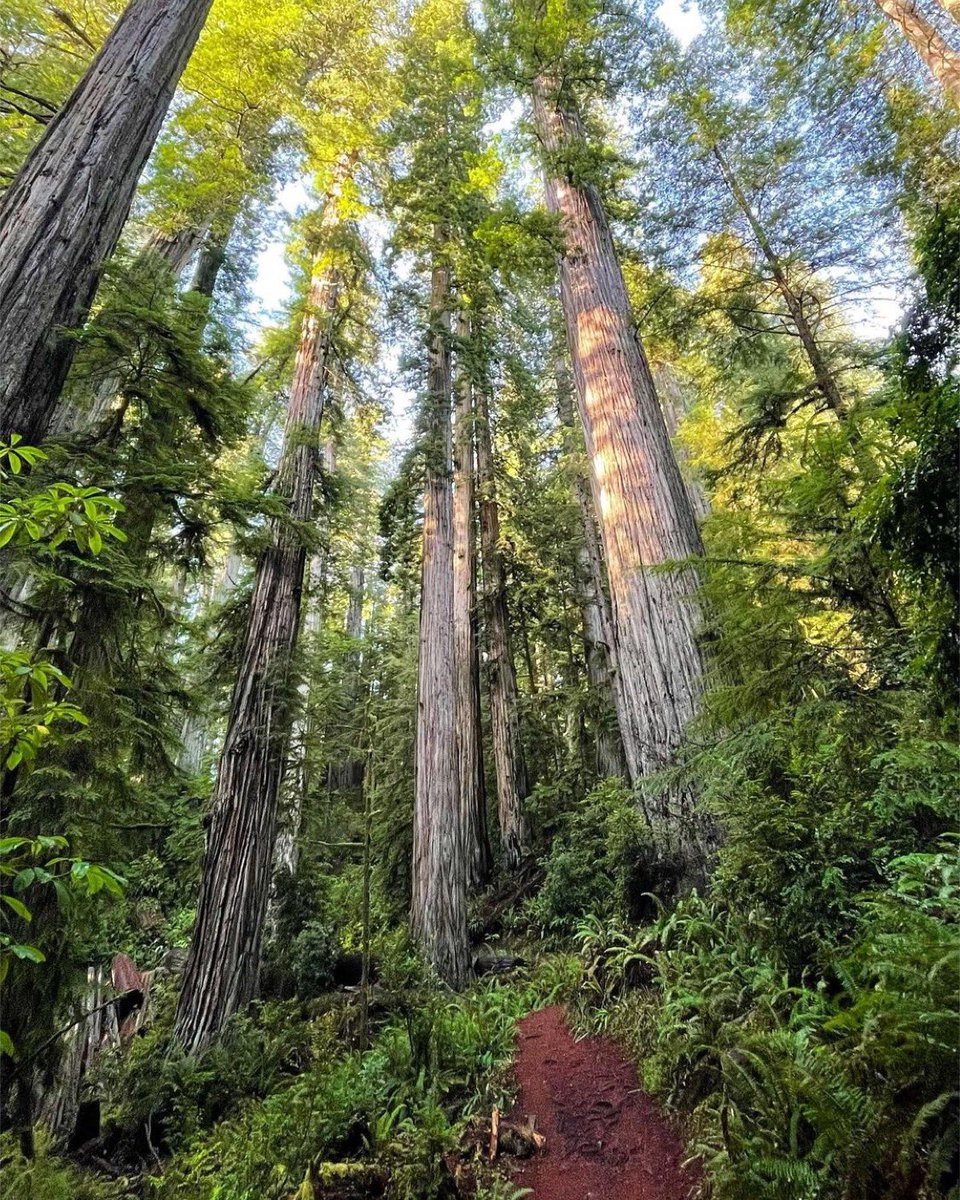 nationalparkexp's tweet photo. “Between every two pines is a doorway to a new world.” - John Muir 

📍 Redwood National Park, California
📸 Photo by Instagram user jeffdaqsadventures 
https://t.co/Wj9lOuY7h1 https://t.co/Ioh2uegX4F