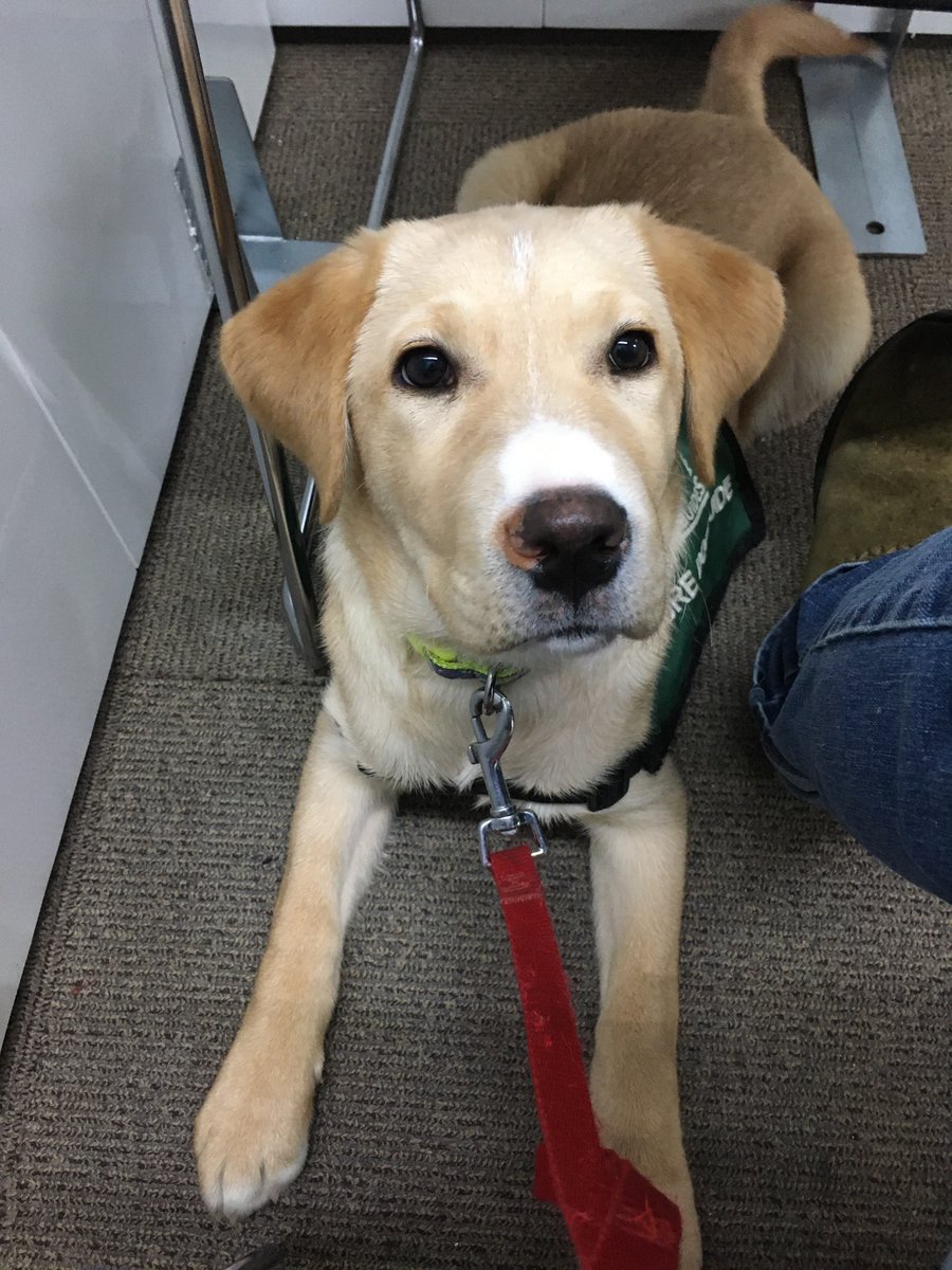 HobbesDogs's tweet photo. Vaccine #3 today … #FutureDogGuide Wrigley settled well during the actual vaccine but wasn’t quite as well behaved as #FutureDogGuide Dempsey was during my first two doses. In her defence, she has rarely seen humans other than me outside of vaccine clinics. #COVIDPuppy https://t.co/mmpzZSGE6s