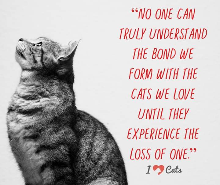Goodnight my lovely friends 💖 Sleep well and have sweet treat dreams! We hope efurryone had a purrific Tuesday! Tomorrow is Whiskers Wednesday! Yay! Lots of love and big heartfelt purrs to you all! ❤️