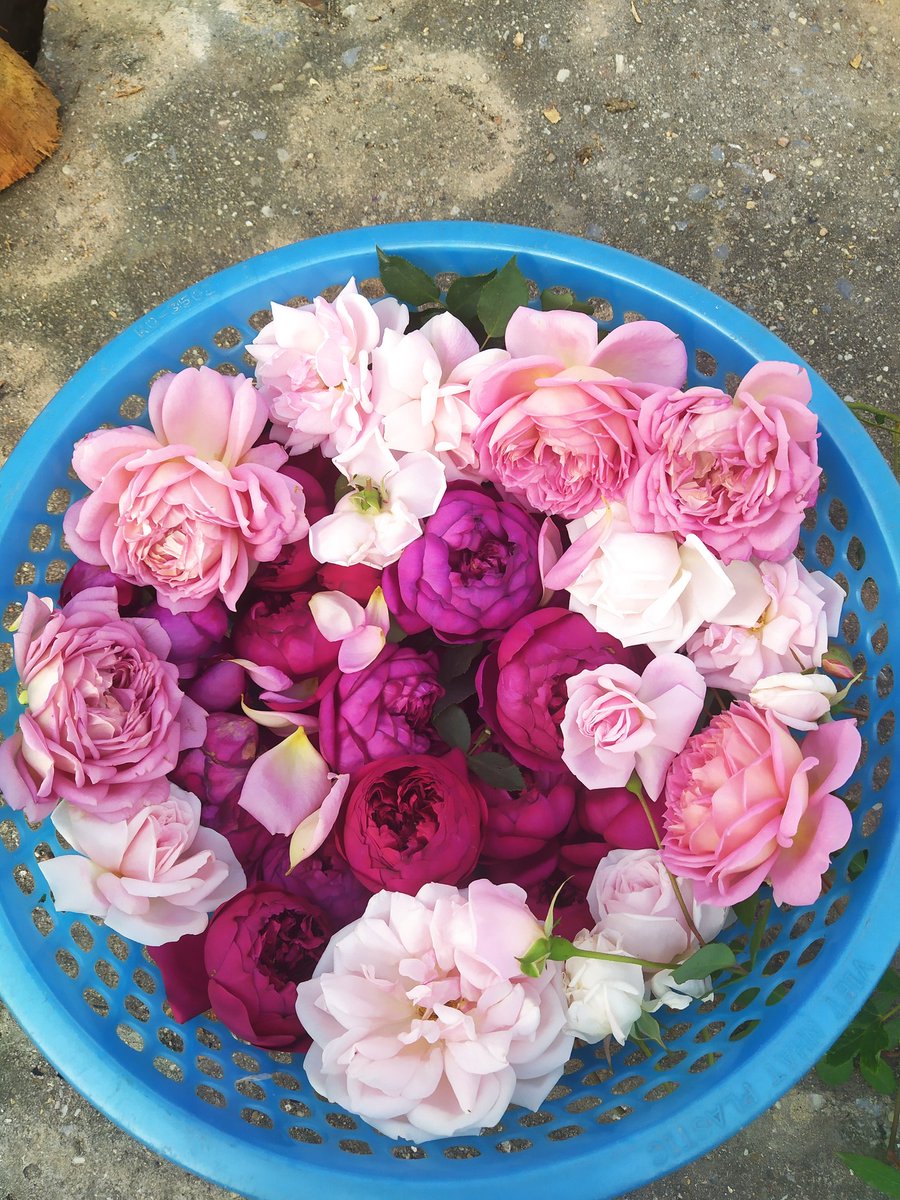 Thanhlu22449922's tweet photo. #rose #atum @HangGin4 @Ginhouse94 https://t.co/egJPCHkaCu