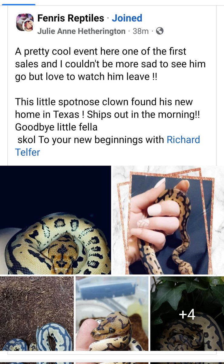 Wreckingpythons's tweet image. Anxiously waiting for our new family member to arrive. Safe travels little dude! Unboxing coming soon!
