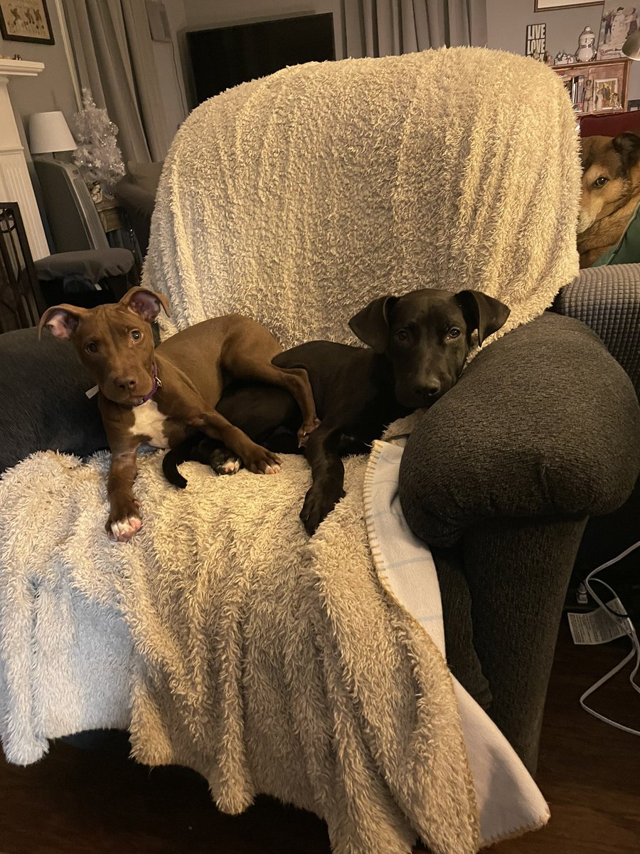 Foster Pet Outreach tweet media