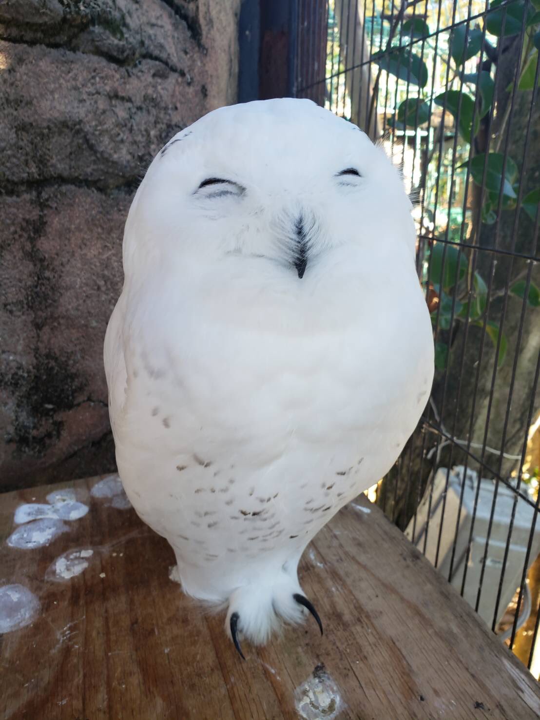東武動物公園 公式 リュウくん 色々な表情のシロフクロウのロクくん ｶｻﾊﾗ 東武動物公園 シロフクロウ フクロウ ロク Snowyowl ツンドラ T Co Foalhwipj9 Twitter