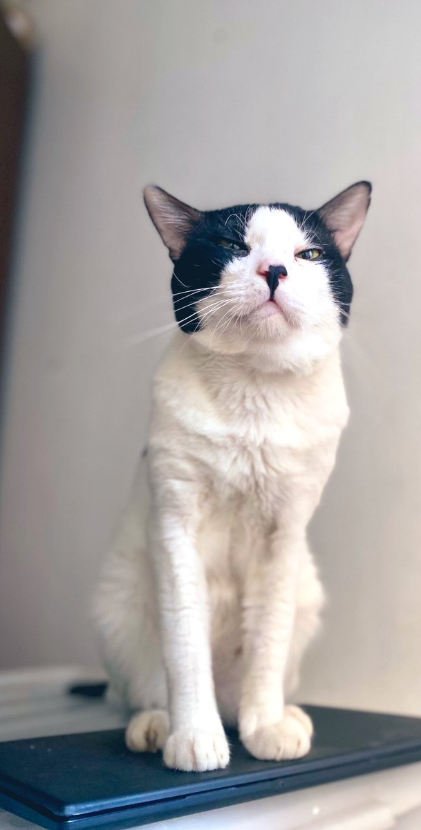 ToffeeMendi's tweet photo. Hope everyone's doing great - Toffee ♥️ #CatsOnTwitter #cats #CatsofTwittter #cat #life #LifeGoals2022 #cute https://t.co/Pg0begq4PK
