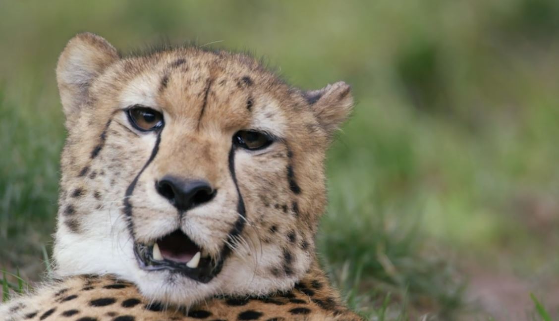cheeky_2c's tweet image. She was born this beautiful, Cheetah