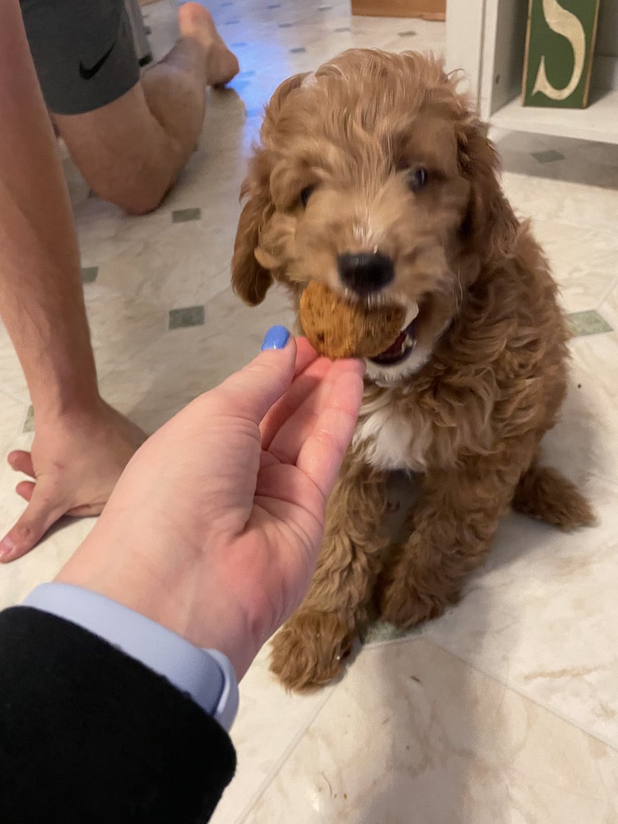 tiffany_meyer12's tweet photo. Everyone loves a good cupcake🐶🧁 https://t.co/LUSHkLeaaJ