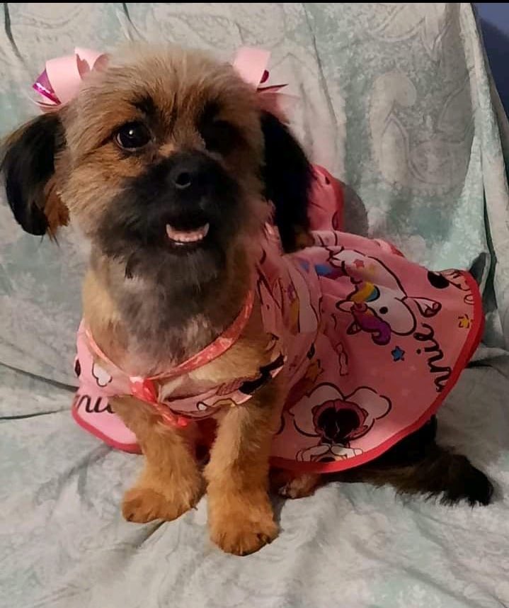 gllgina1's tweet photo. Ella es Lucy.. sus dueños simplemente se olvidaron de ella.. de ser una consentida toda arregladita a estar desnutrida.. sucia.. más sin embargo no pierde el ánimo.. al parecer hubo problemas de pareja y así terminó ella en medio .. si gustas apoyarla para sus exámenes avísame https://t.co/WP3LGpiCQp