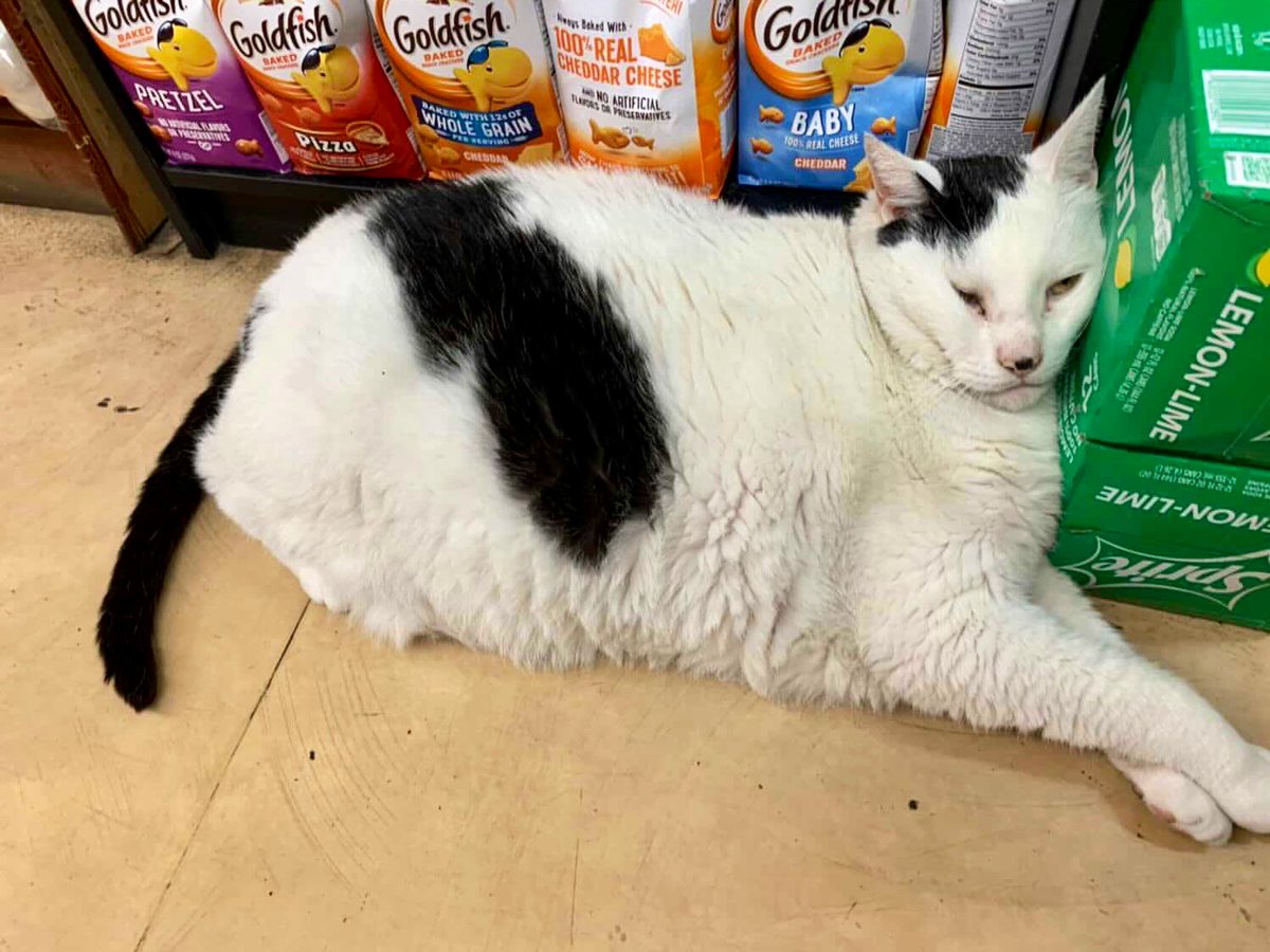 Bodegacats_'s tweet photo. https://t.co/nMCx5JwulG