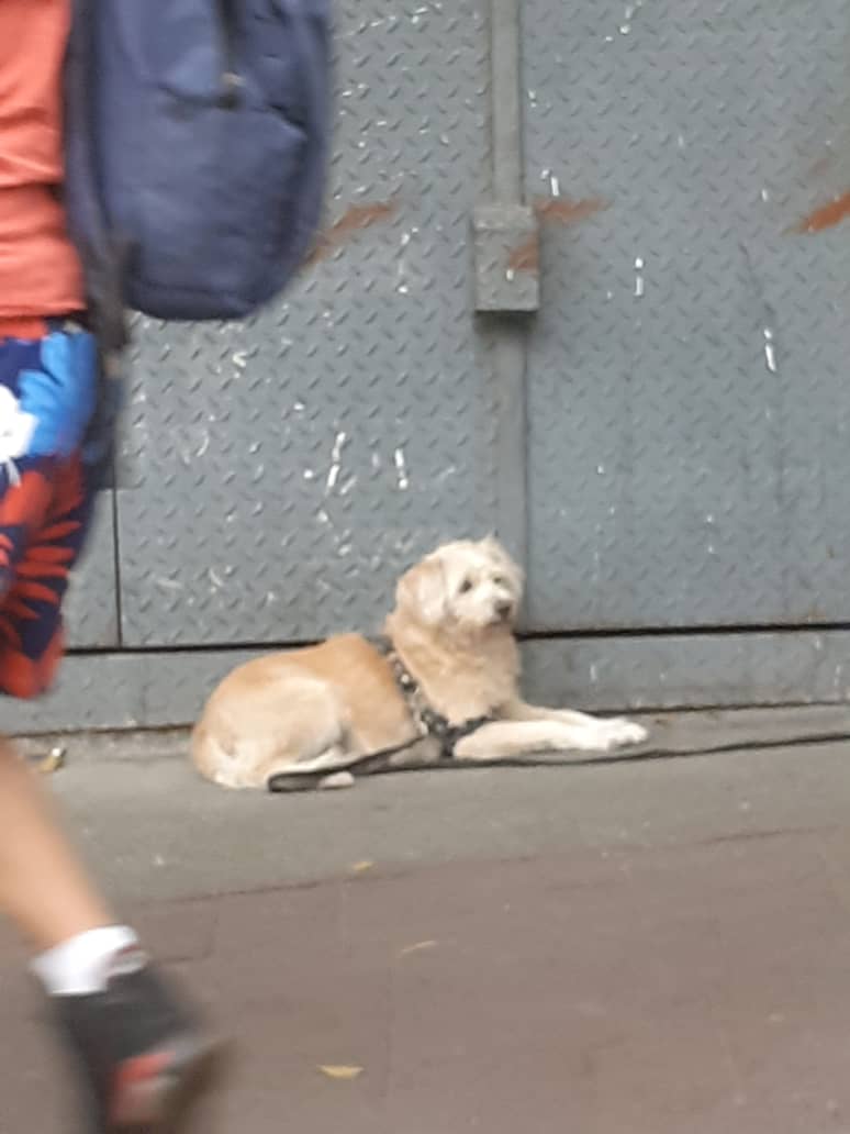 yaracalcagno's tweet photo. Difundo. ESTE PELUDITO  ESTA EXTRAVIADO  EN LA AV LECUNA  ENTRE VELAZQUEZ  Y MISERIA   ESTA TRISTE Y DESORIENTADO  SE VE QUE TIENE FAMILIA  PORQUE  ES MUY LINDO  POR FAVOR AUXILIENLO SEÑORES RESCAtISTAS   COMO A DOS CUADRAS ANTES DE LLEGAR A LOS BOMBEROS. CARACAS https://t.co/h0xgXhqXIs