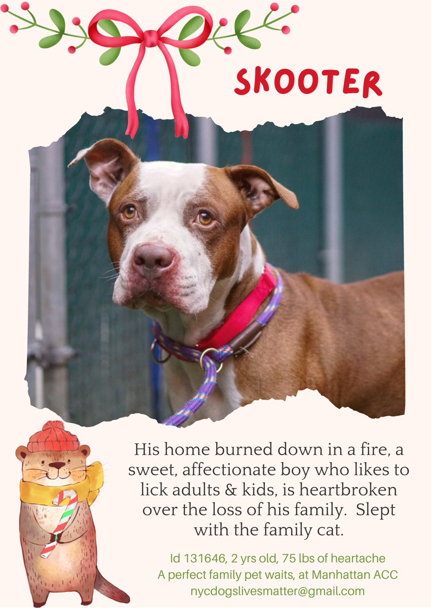 MyBoxerLuvMac1's tweet photo. 💔Skooter💔
#NYCACC #131646 3y
▪️Relisted TBK: 1/6
Sweet boy's traumatized after🏡burned down. Leaving him + beloved👪 homeless + w burns that r slowly healing.
Loved playing w his lil humans +slept w the cat!
Needs loving, N.East, Foster 2 thrive
Pls #pledge 4 #ResQ
💞Skooter https://t.co/25nKKO8Vtn