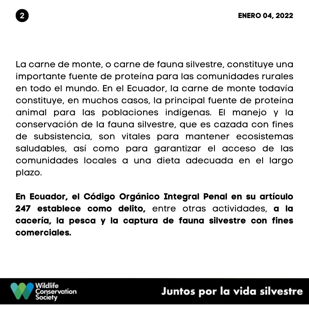 WCS Ecuador 💚💙 tweet media