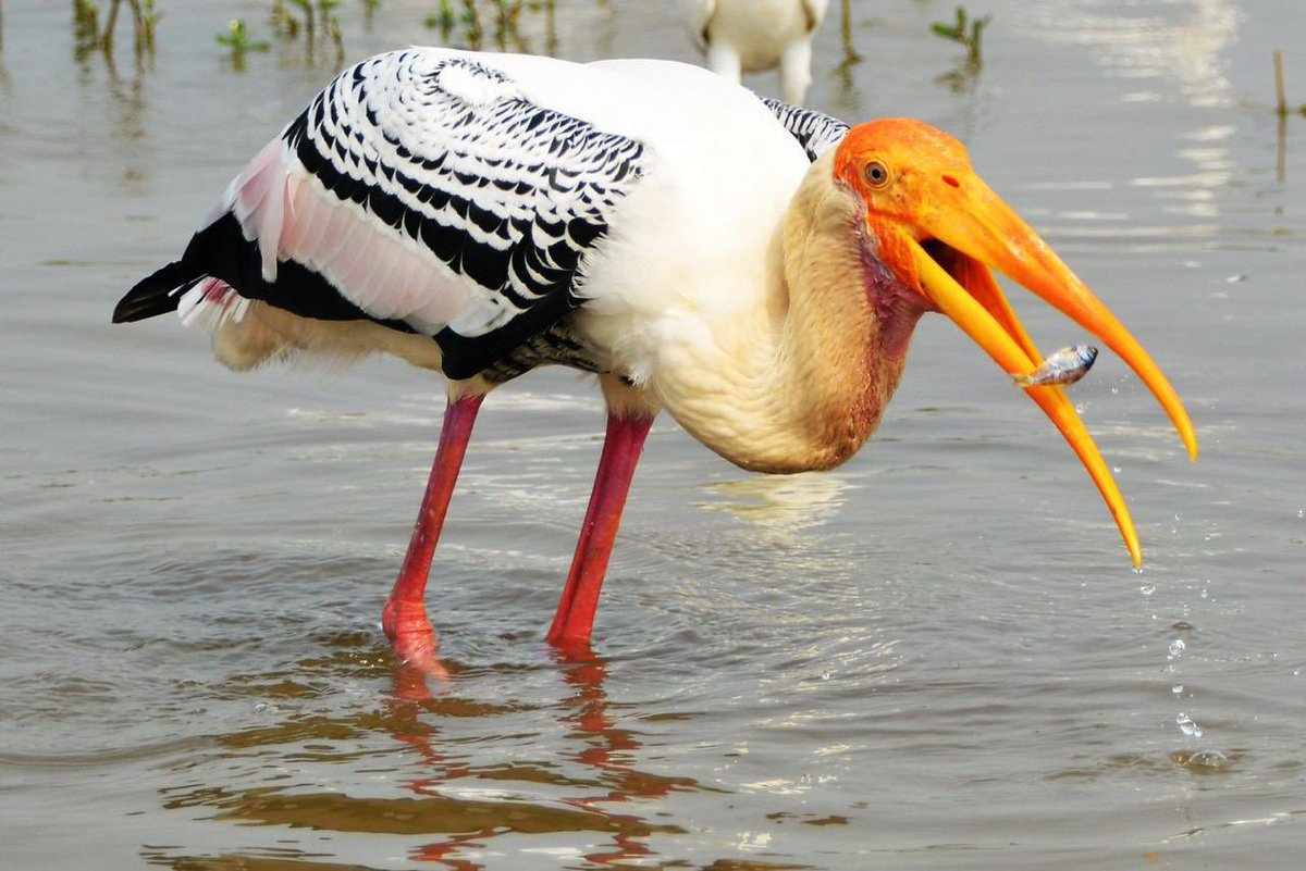 debaraj_das's tweet photo. Painted Stork at Bigwan, Maharashtra https://t.co/TVF92aQP1g