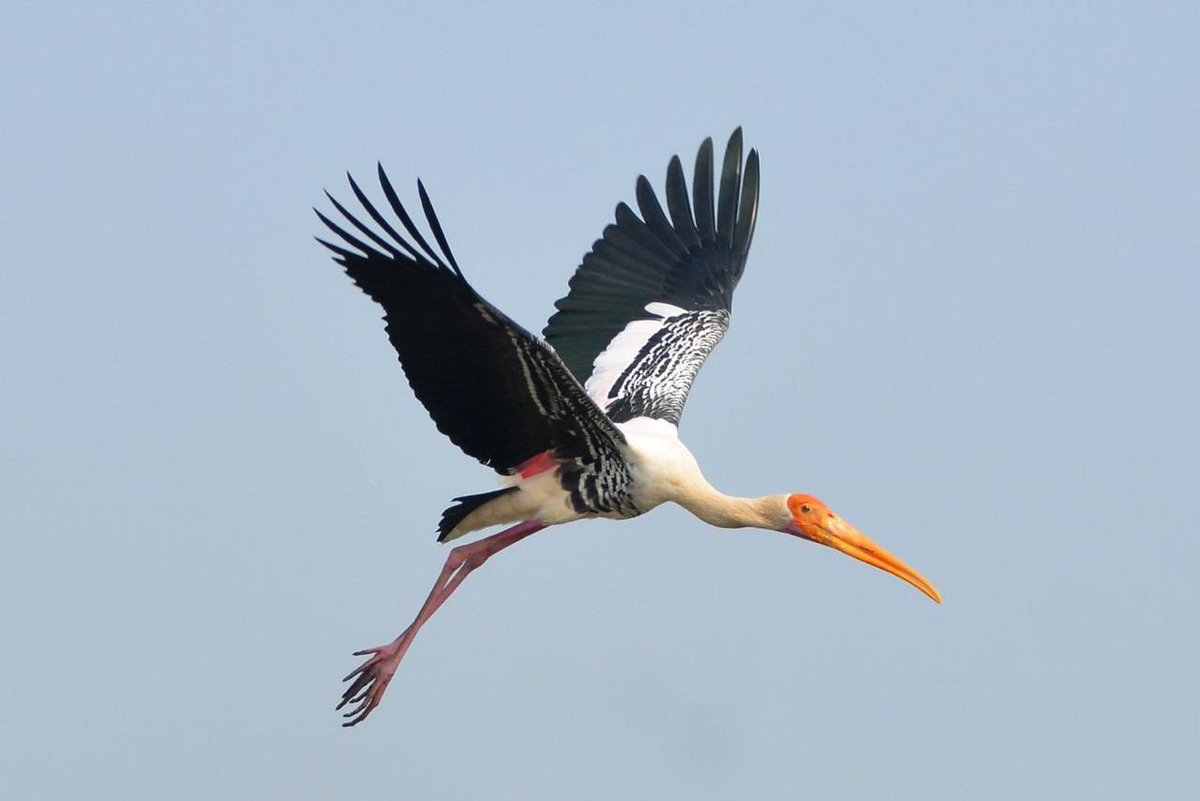 debaraj_das's tweet photo. Painted Stork at Bigwan, Maharashtra https://t.co/TVF92aQP1g