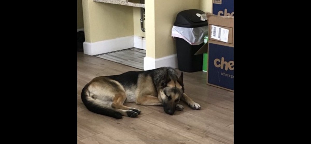ANOTHER DOG STOLEN: Someone grabbed 5yo Summer, a German Shepherd &amp; certified device dog by the harness at Waller &amp; Octavia, per <a href="/SFPDPark/">SFPD Park Station</a> <a href="/SFPD/">San Francisco Police</a>, seeking leads. Dog is microchipped