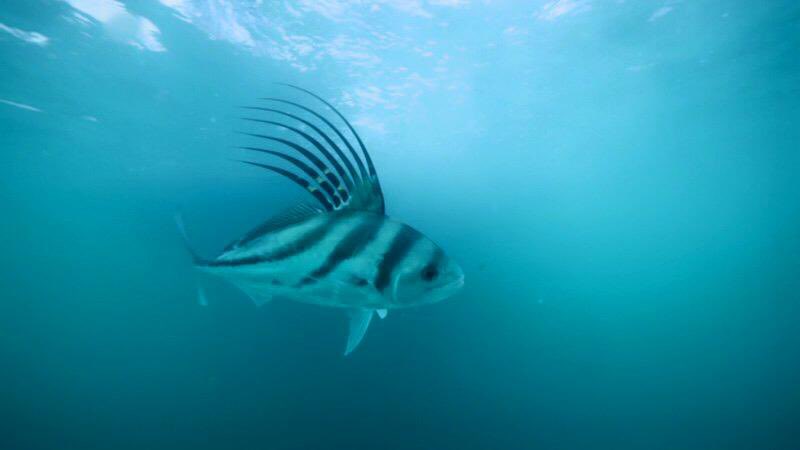 SeaPrinceAaron's tweet photo. #PelagicTuesday
Roosterfish
📜 Nematistius (filament) pectoralis (pertaining to the chest/breast); Gill 1862
📏 163 cm, 51.7 kg
🌎 Subtropical eastern Pacific
🐠 Feeds on bony fishes
🎣 High fisheries vulnerability (90/100)
(📸: Off the Scale Angling)
#FishFactsWithAaron https://t.co/6IYW9nI3yR