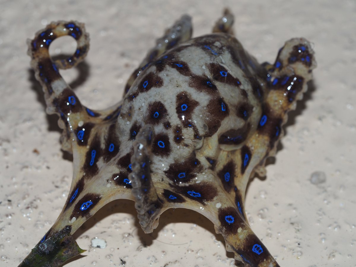 InigoKoefoed's tweet photo. Beautiful but deadly! PSA: If someone is bitten they may become paralyzed and stop breathing. This is only temporary. Continue CPR (don't stop!) until they are able to breathe on their own again. 🐙 https://t.co/kXvnIZqPBP