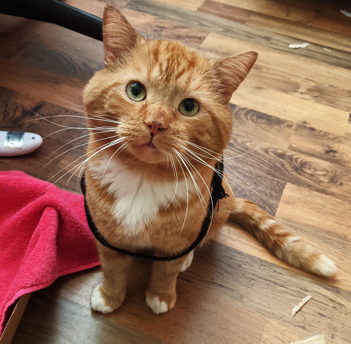 thegoodcatboy's tweet photo. WWHAT DO YOU THINK https://t.co/EPUQz31SMx