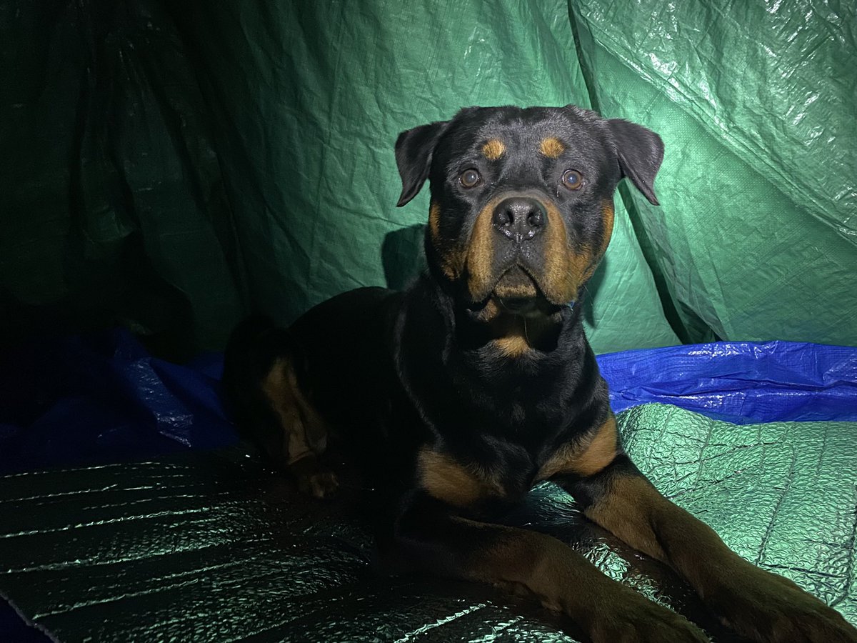 JayFrayNish's tweet photo. Finally some “cold” for some cold tenting.  Awesome DIY shelter and the -40 down bag is the bomb.  Night 4 of many to come.   Let’s go winter! https://t.co/cFxL5qx3km
