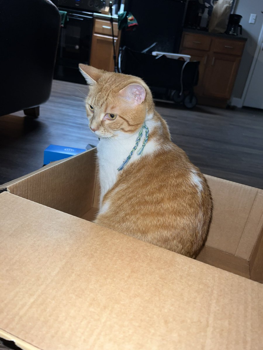 stinkydacat's tweet photo. box! https://t.co/BRGyxro6gf