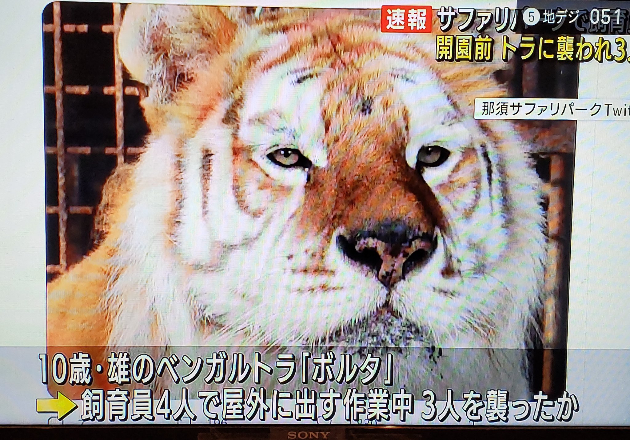 しっぽの独り言 那須サファリパークで事故 たしか以前 ライオンの事故もあったよね T Co Zyiq2xpkdb Twitter