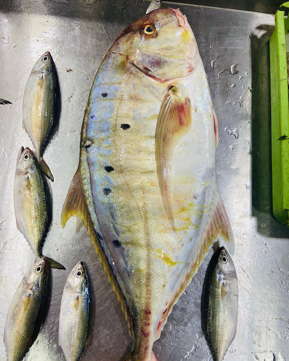 StoreIfish's tweet photo. Wednesday Special #ManjalPaarai 14kg Fish now available at @StoreIfish https://t.co/xVYIJUVtvi
