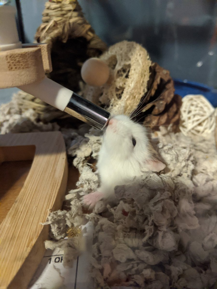 notconstance's tweet photo. Remember to keep a glass of water by your bed, folks. Or just dig a secret tunnel right to the faucet https://t.co/T26QqOrHgx