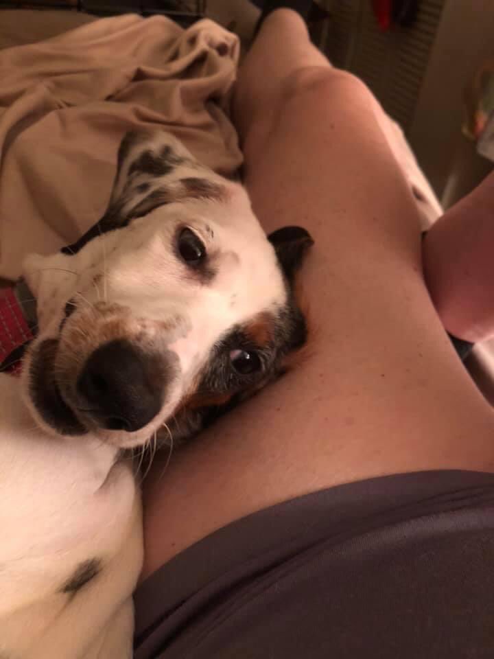 doxie56's tweet photo. @StephenKing No!  That’s my Zelda! https://t.co/XT2DH4Ri3N