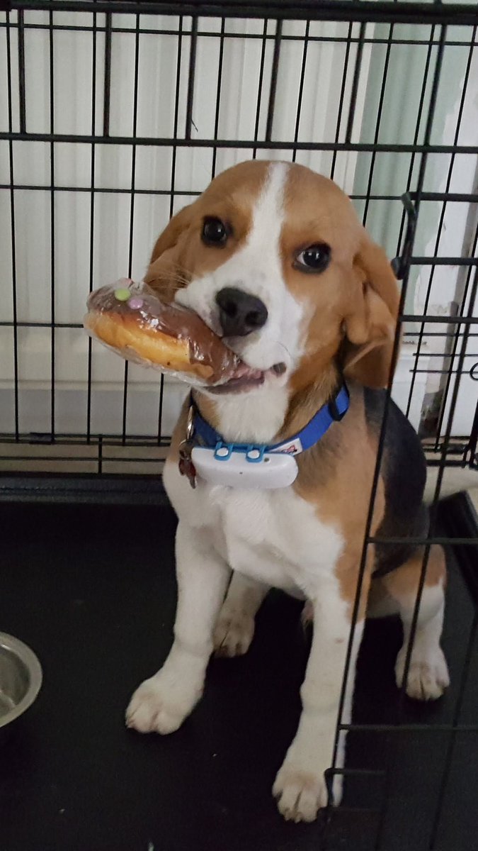Luap49Paul's tweet photo. @beaglefacts @Morning_Toast Correct https://t.co/IpuSfNGMHk