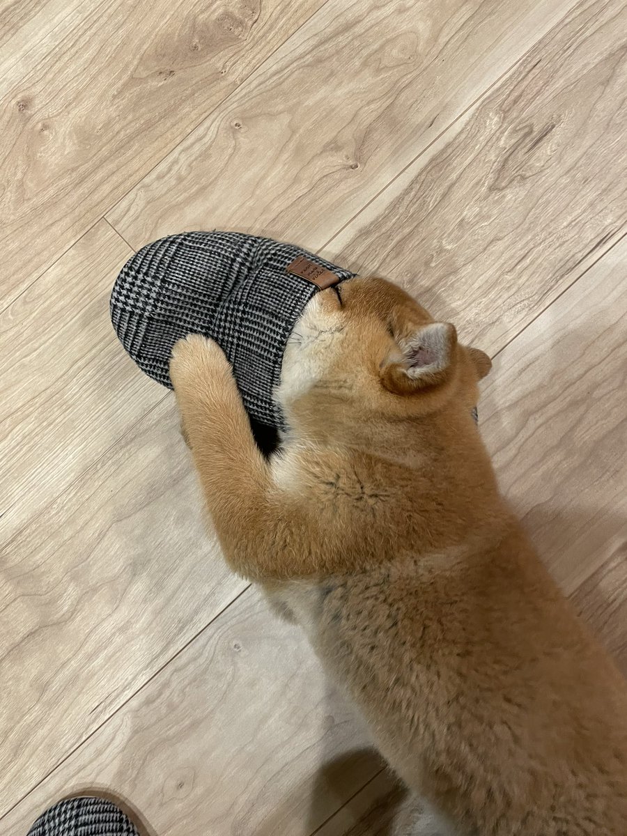 すぅ はぁ 犬吸いを堪能 柴犬パピーさんが可愛すぎると話題 わんちゃんホンポ