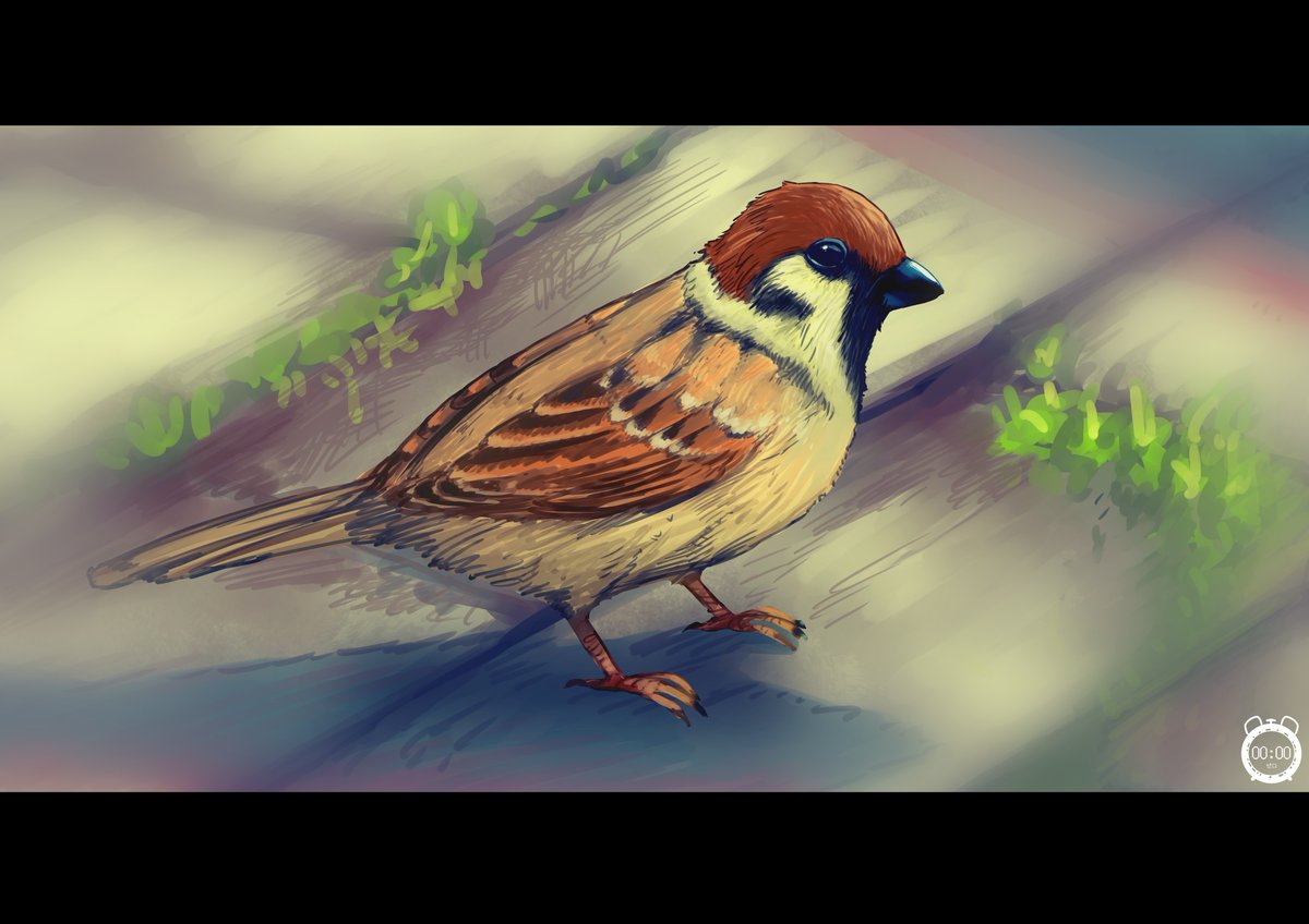 Mnaflzero's tweet photo. Passer Domesticus
My first artwork 2022
common birds in my place, I often pay attention to them
#illustration #artwork #animal #medibangpaint #bird #commonbird https://t.co/RXH6J4h8J4