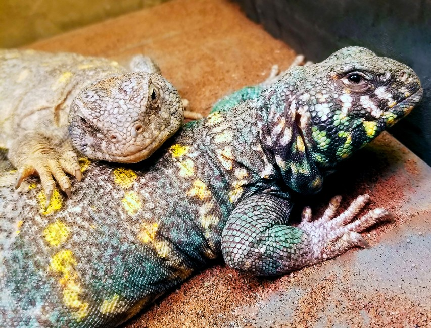 HourlyLizards's tweet photo. https://t.co/ChLoSYyamo